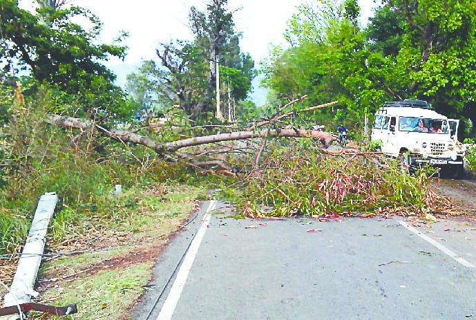 In many places the tree fell apart.