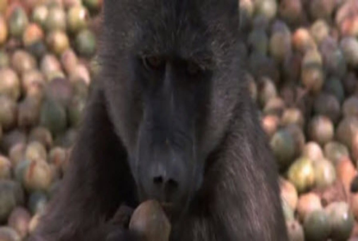 Animal use this fruits named marula like alcohol