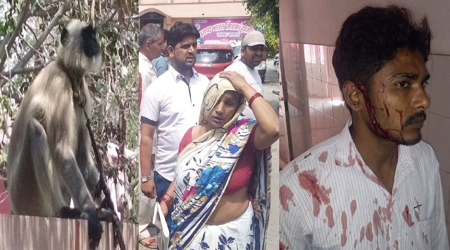 up: Fear of Langoor in Vikas Bhavan, 6 people including government employee injured
