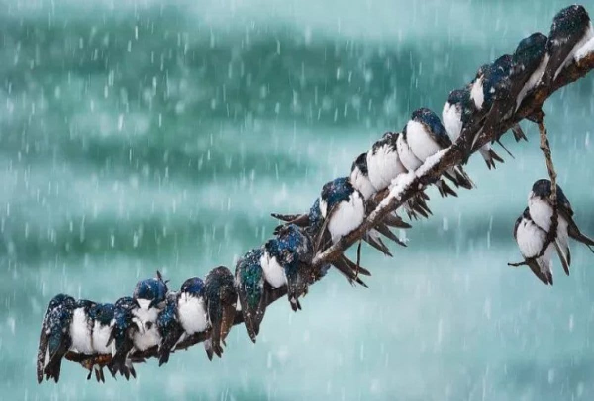 nainital first bird festival