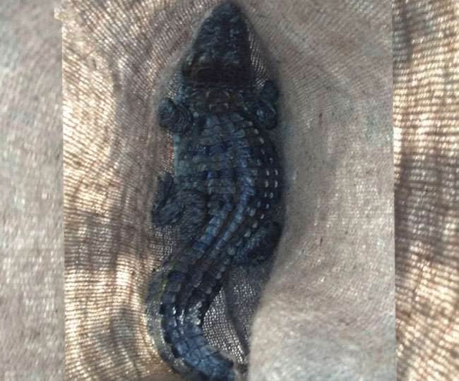 Crocodile spend night with youth in house