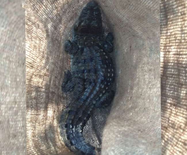 Crocodile spend night with youth in house