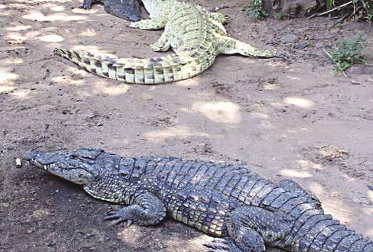 Drunken tourist arm ripped by three crocodiles gets saved