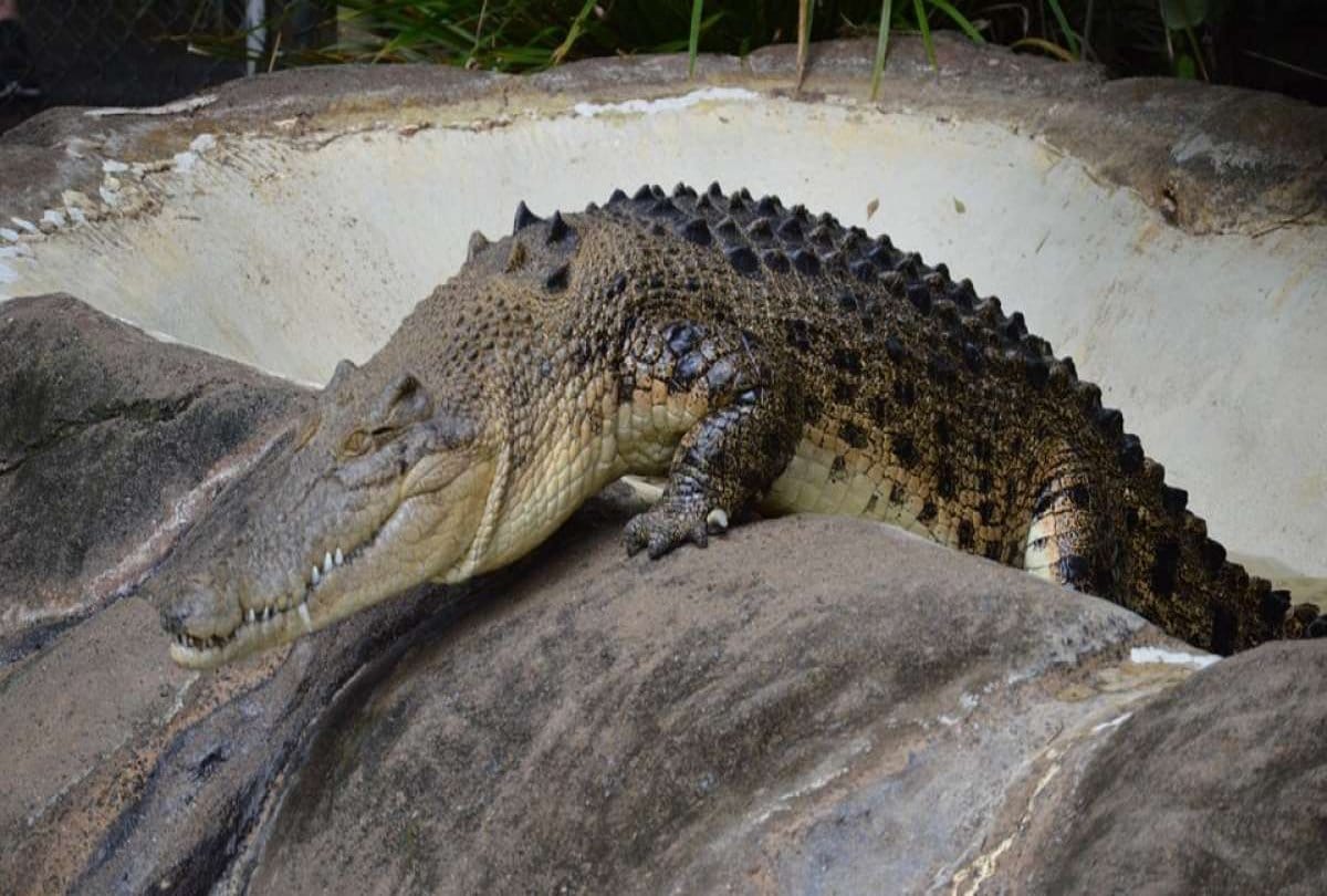 Drunken tourist arm ripped by three crocodiles gets saved