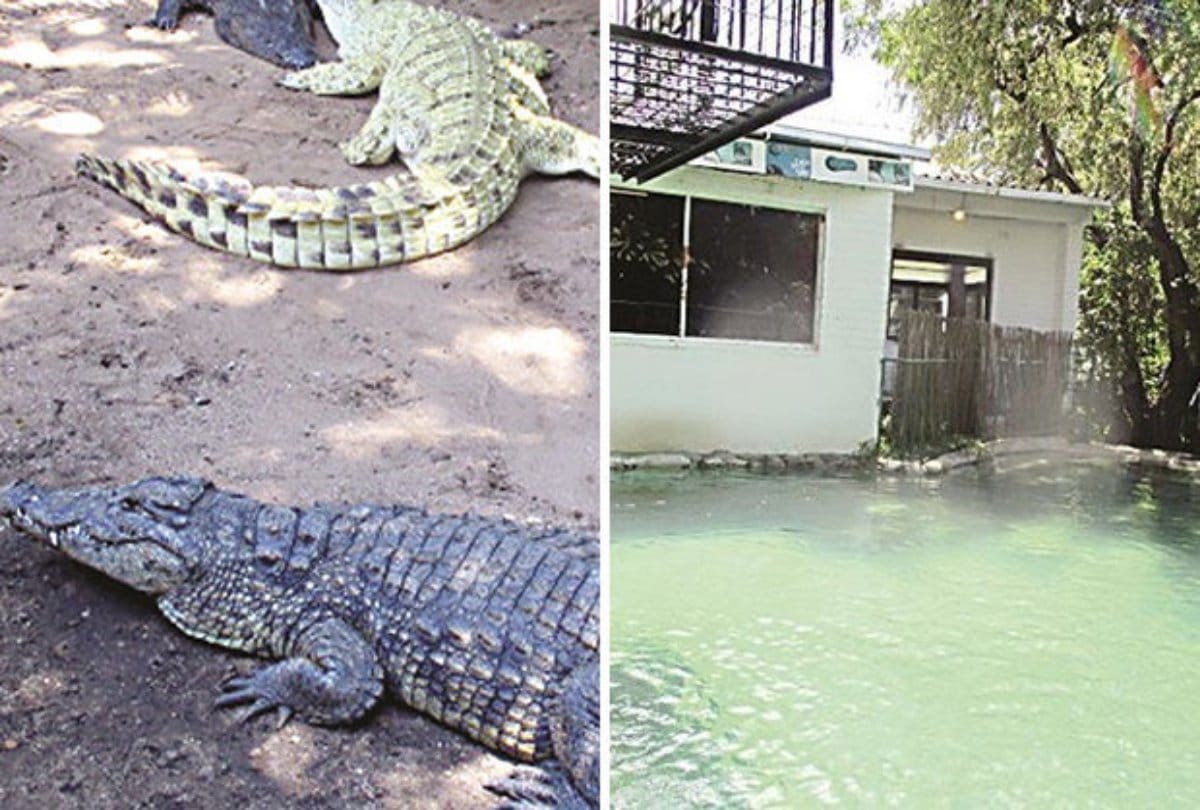 Drunken tourist arm ripped by three crocodiles gets saved