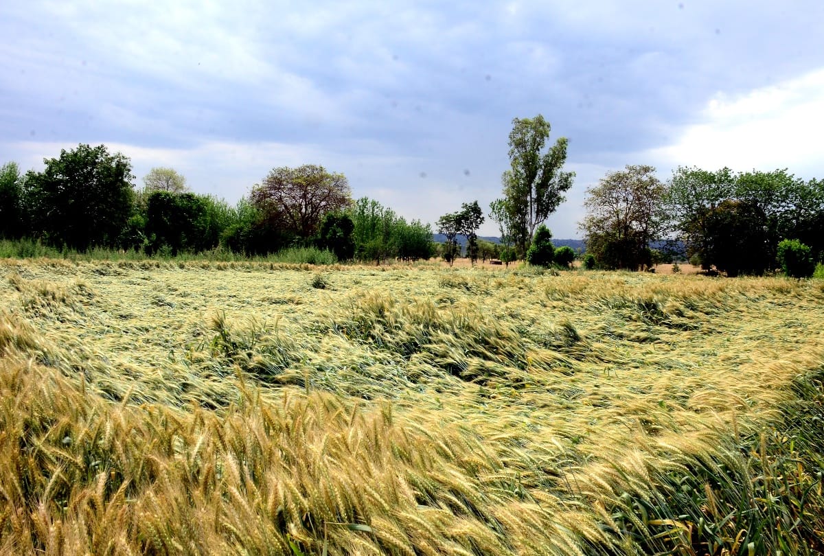 Farmers' bat-bat of irrigated land