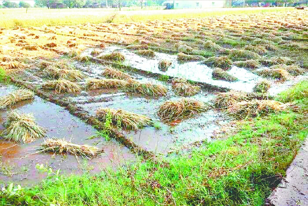 rain and hailstone ruin the crops in Agra division