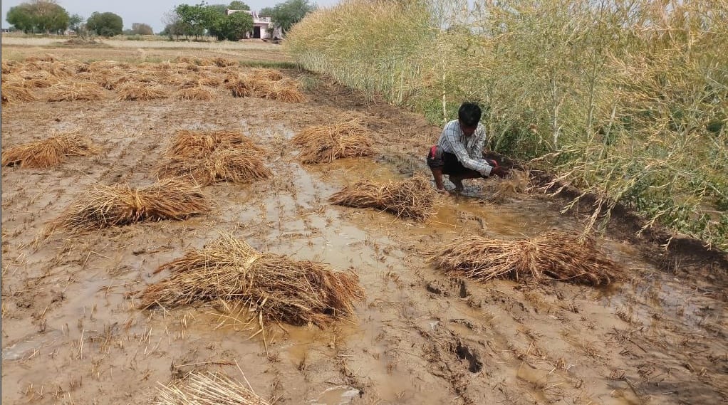 rain and hailstone ruin the crops in Agra division