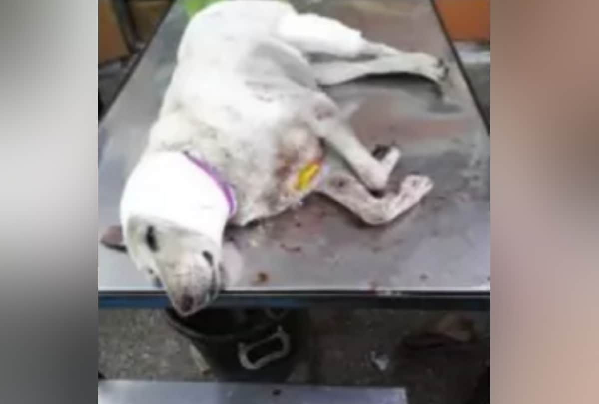 american pitbull are killing strays in delhi