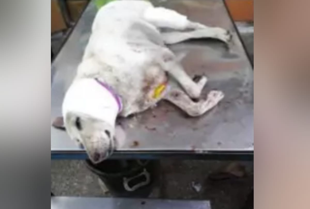 american pitbull are killing strays in delhi