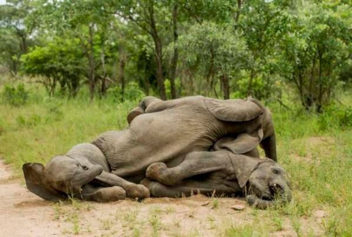 Animal use this fruits named marula like alcohol