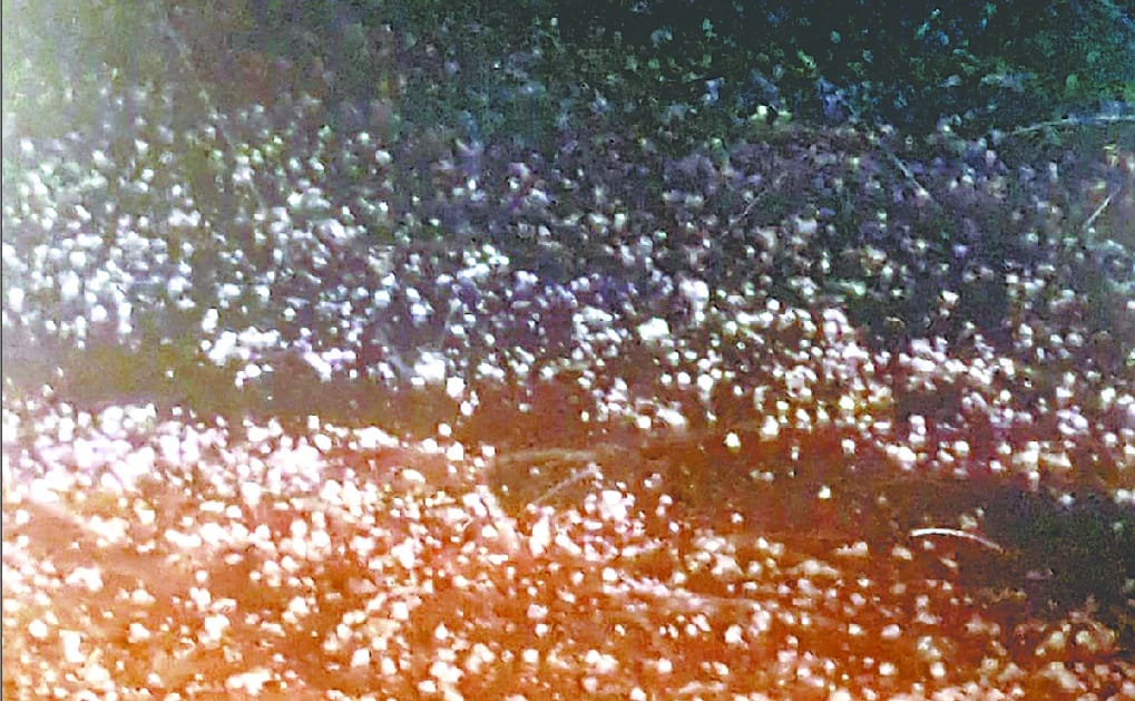rain and hailstone ruin the crops in Agra division