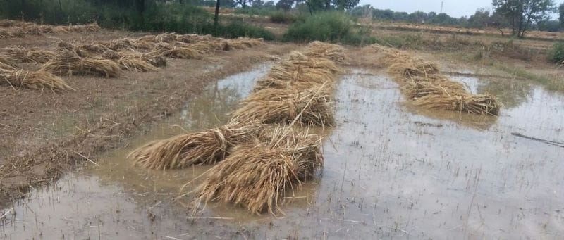 बारिश-ओलों से फसल बर्बाद