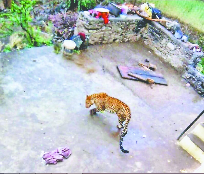 Leopard in house live photos captured in camera