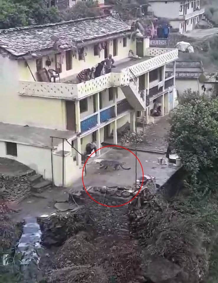 Leopard in house live photos captured in camera