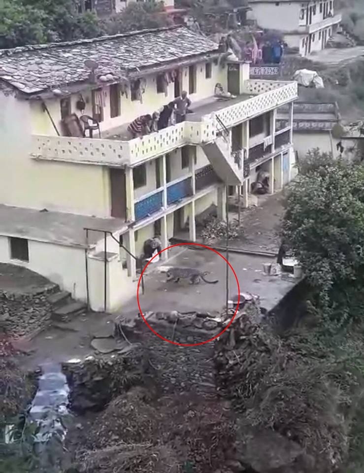 Leopard in house live photos captured in camera