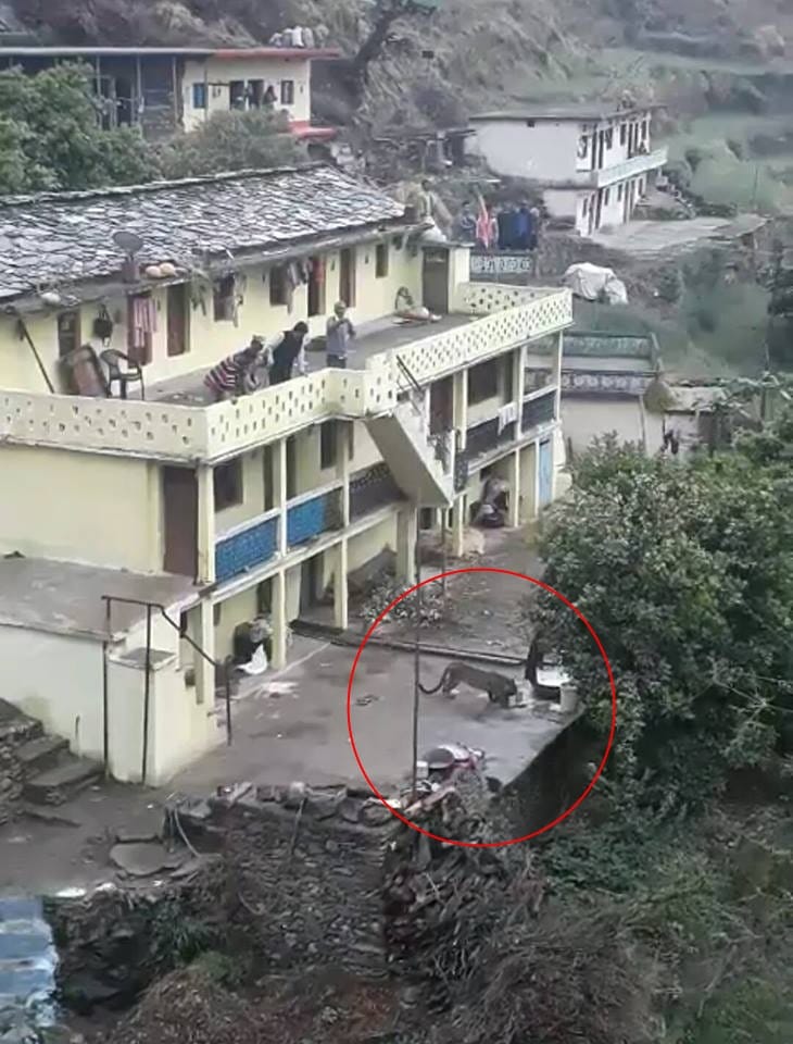 Leopard in house live photos captured in camera