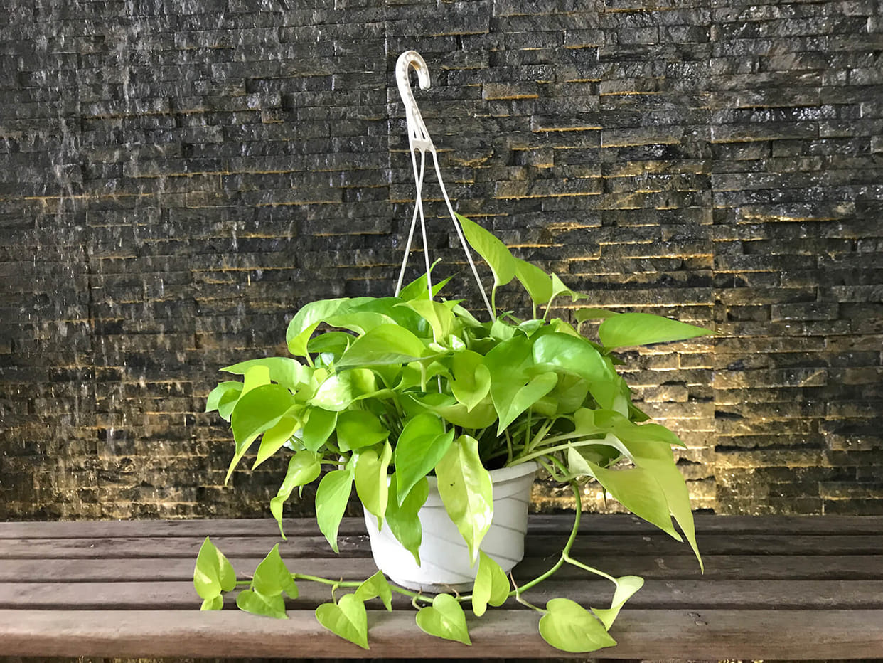 according to vastu know about how to keep money plant in right directions