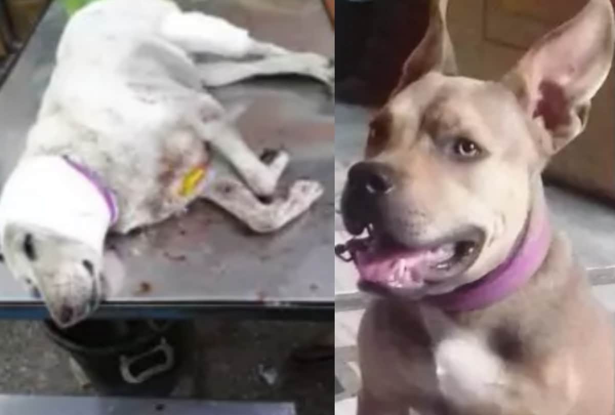 american pitbull are killing strays in delhi