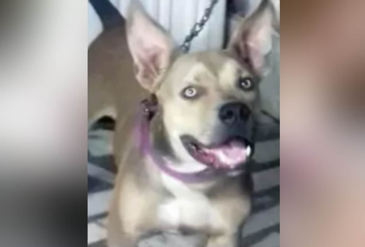american pitbull are killing strays in delhi