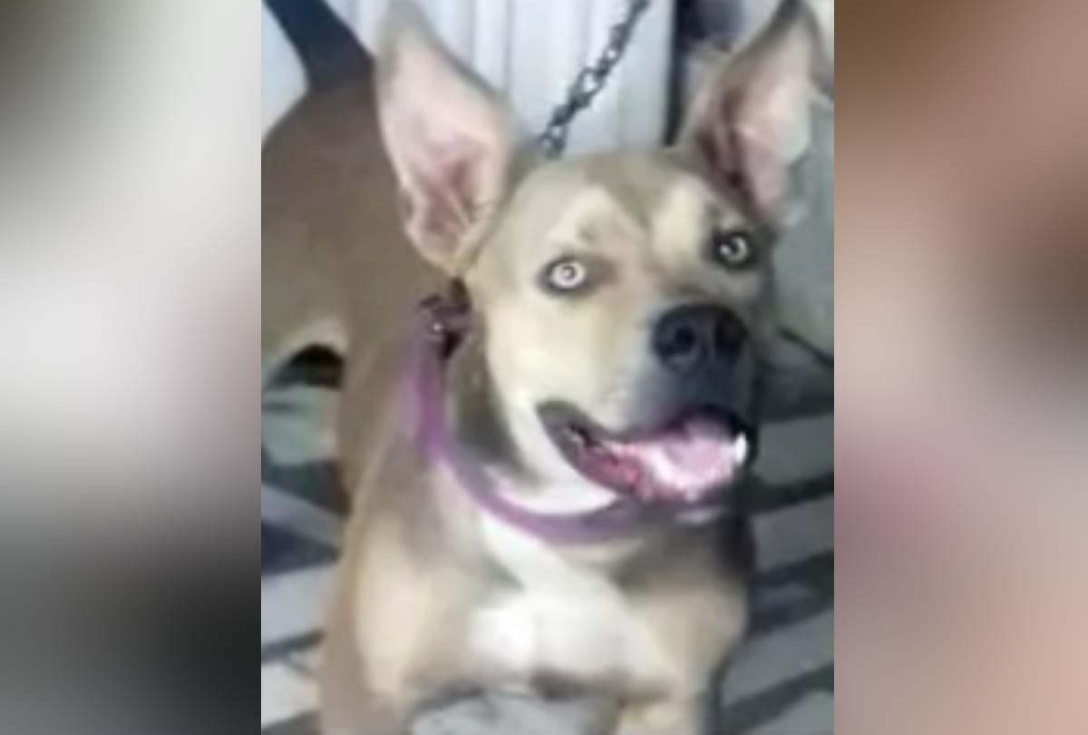 pitbull dog killed 82 year woman owner retired teacher in lucknow
