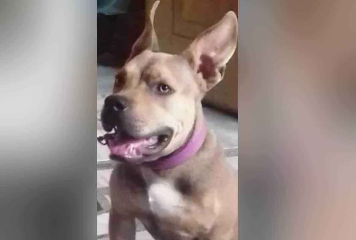 american pitbull are killing strays in delhi