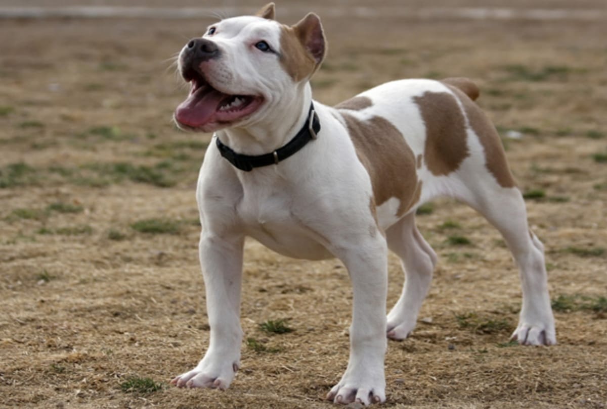 pitbull dog attack in lady and childrens at panipat