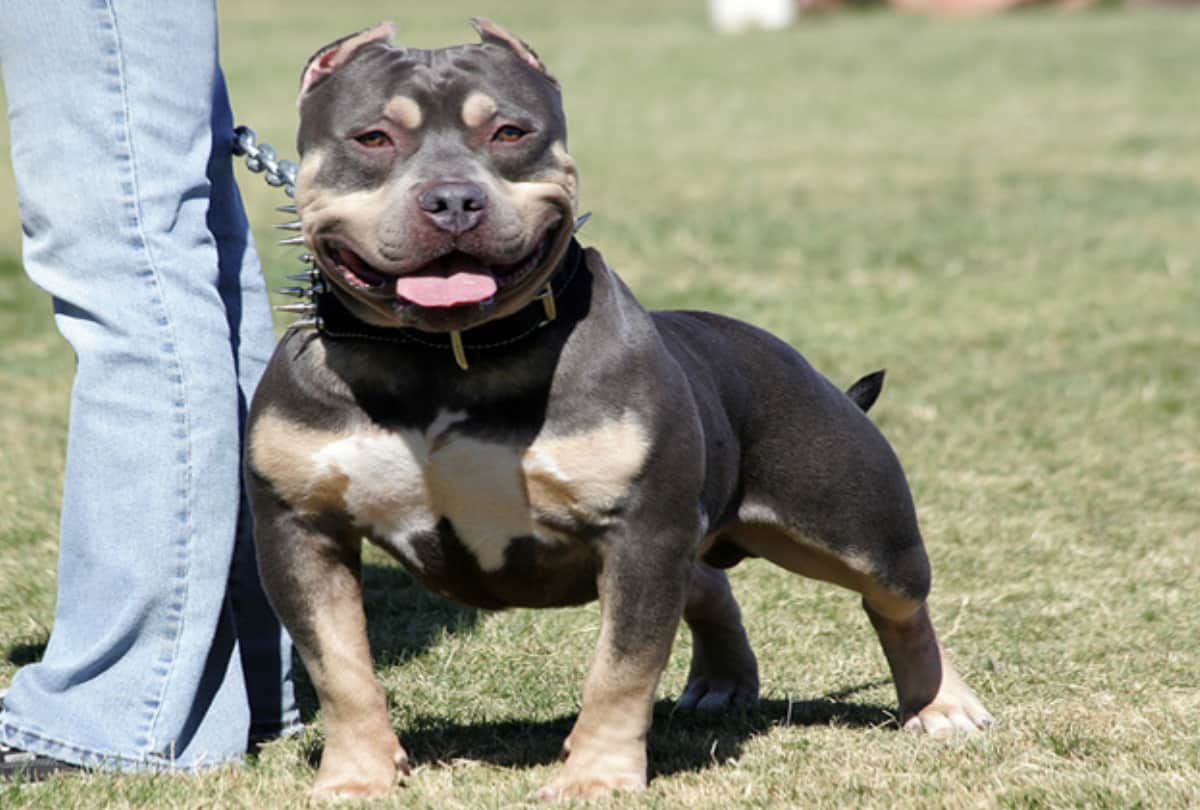 mexican gang torture to criminal by pitbull video viral on social media