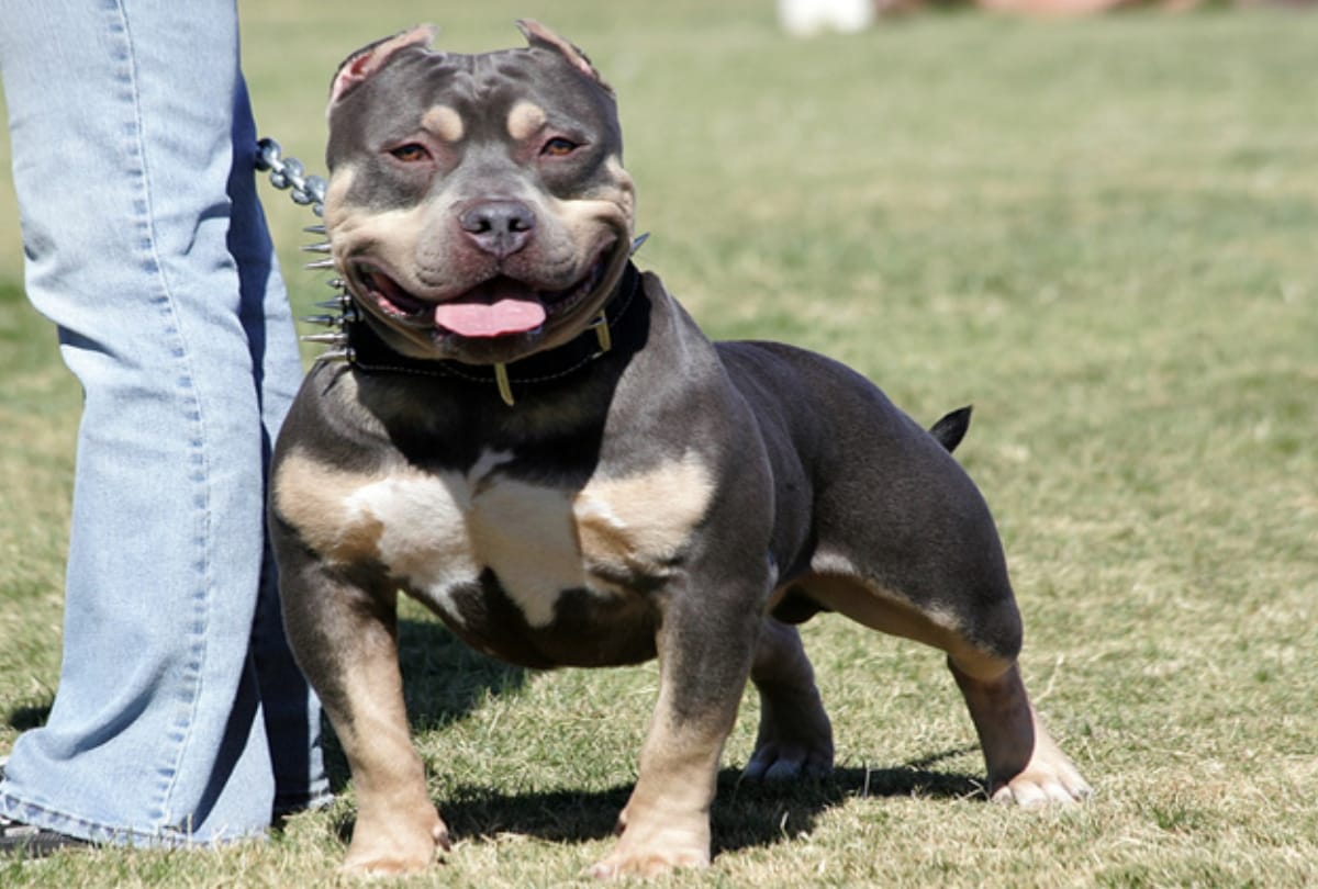 anti rabies symptoms and treatment