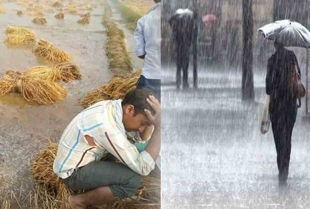 crops Rotten by heavy rain in kanpur