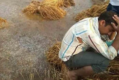 crops Rotten by heavy rain in kanpur
