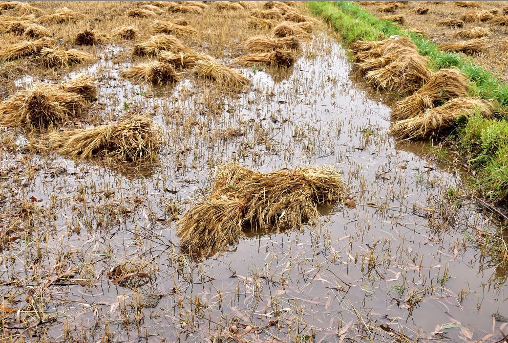 Rain destroy all crops in haldwani