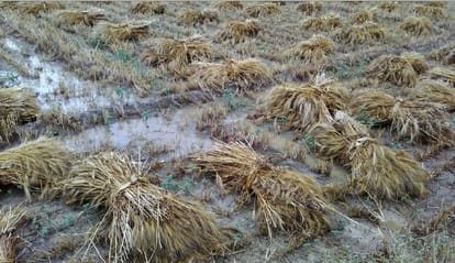Rain destroy all crops in haldwani