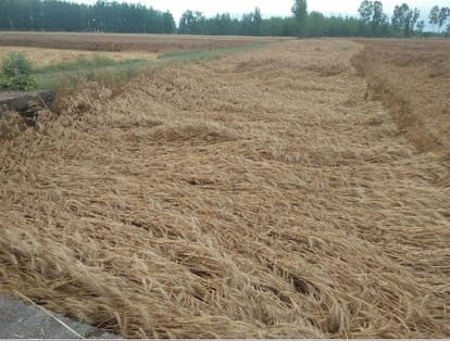 Rain destroy all crops in haldwani