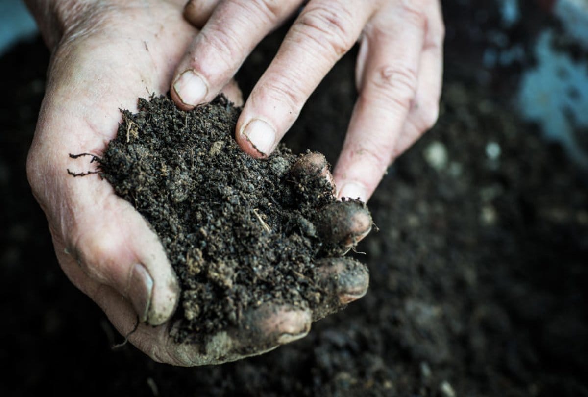why does baby eat soil know causes of pica in children