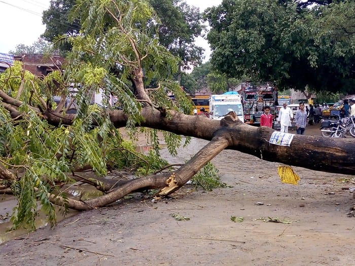 fallen tree due to heavy wind, jam