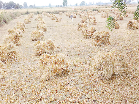 Rain accompanied by strong winds, farmers' appallance