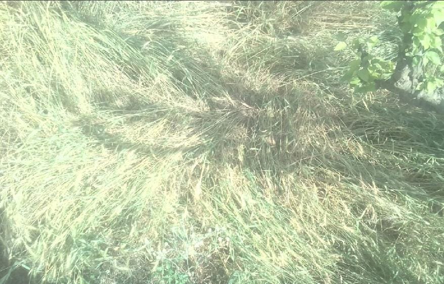 बारिश ने गर्मी से दिलाई राहत, फसल की बर्बाद