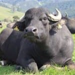 Buffalo