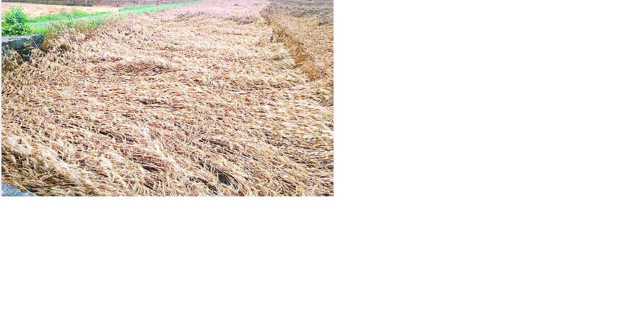 wheat crops desproy due to rain