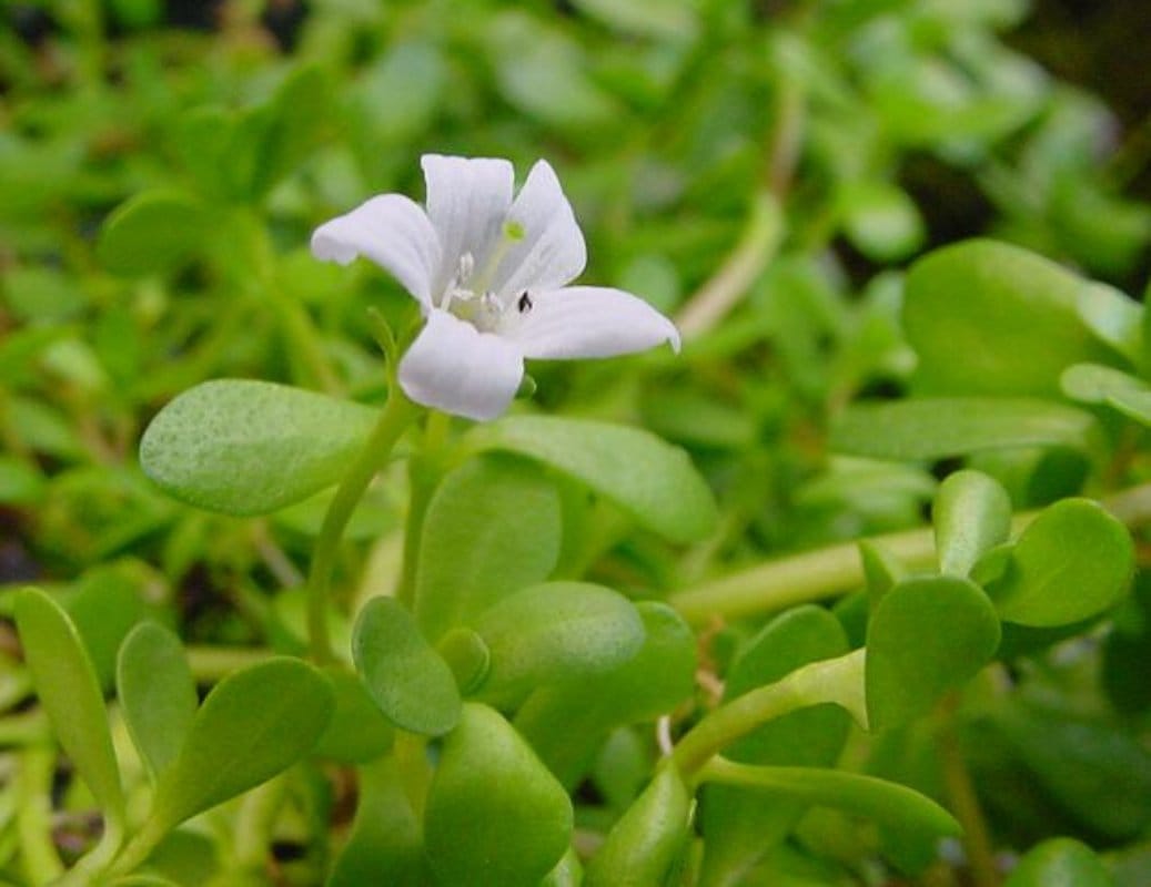 benefits of brahmi from relieving stress to boosting immunity