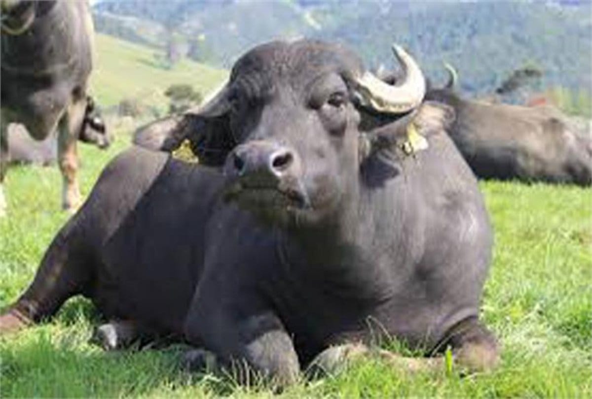 Three buffaloes taken forcibly by threatening to shoot