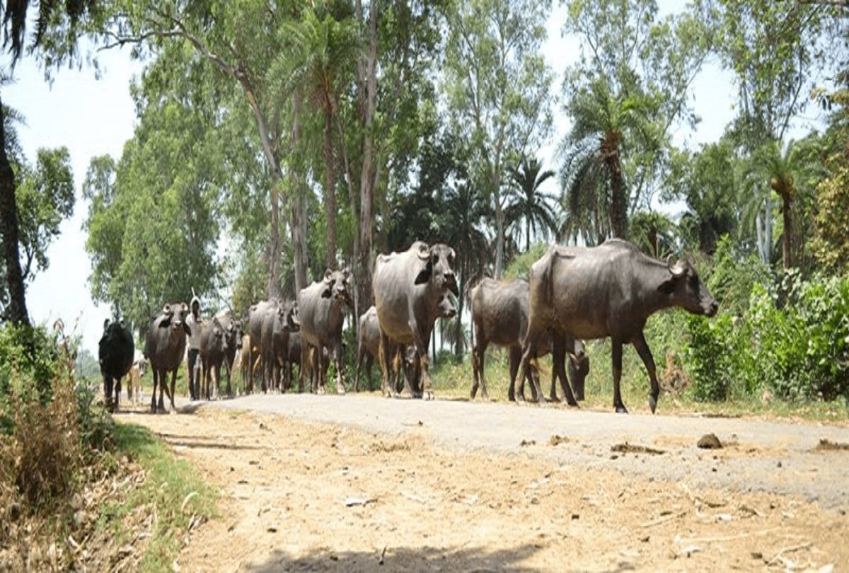 animal death in ndri karnal