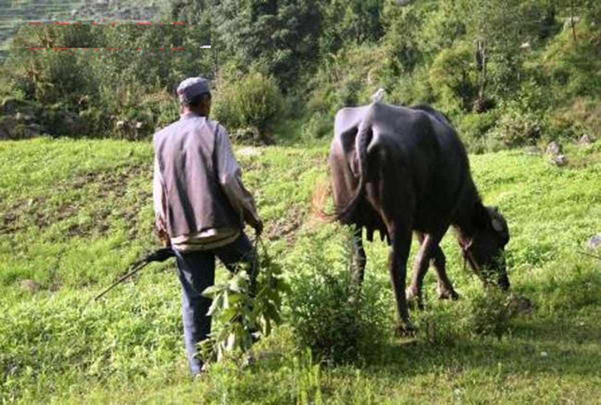 UP Bihar labourer getting handsome earning via buffalo grazing in noida 