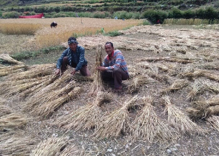Rain and hailstorm broke the waist of farmers