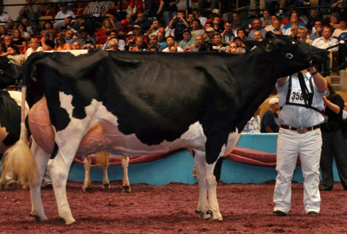 Know about Uniqueness about Eastside lewisdell gold missy cow breed 