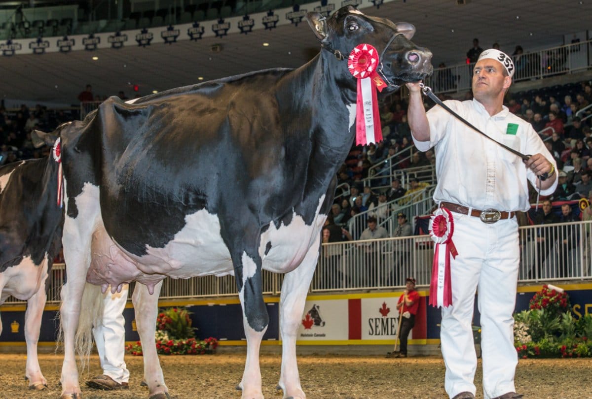 Know about Uniqueness about Eastside lewisdell gold missy cow breed 