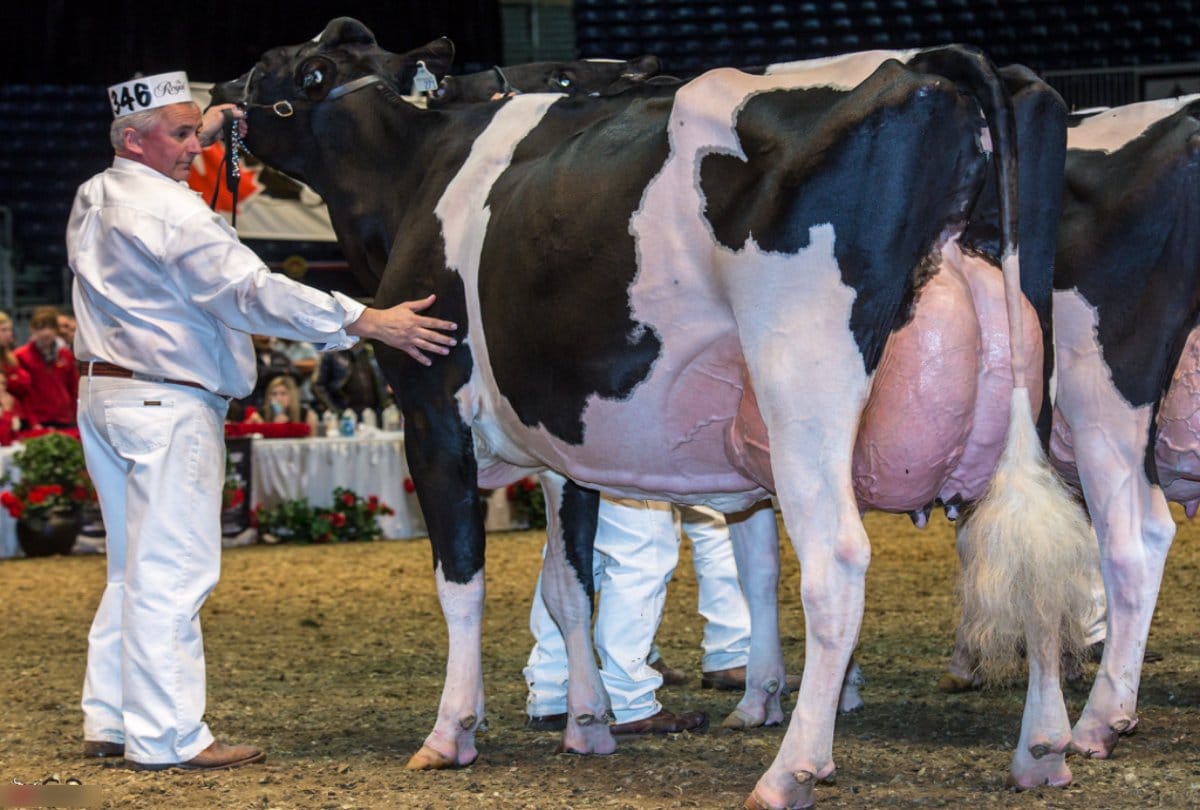 Know about Uniqueness about Eastside lewisdell gold missy cow breed 