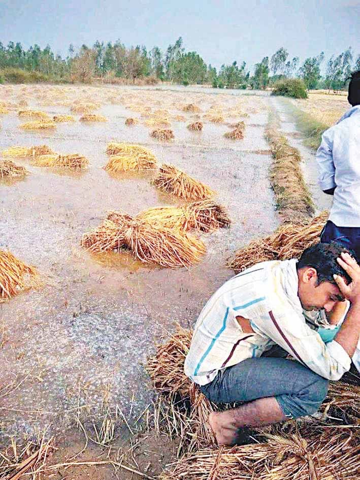 farmers puzzled due to rain and strom
