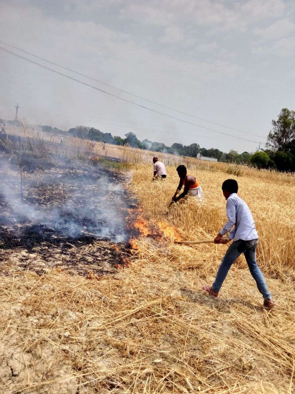 ार्टसर्किट से सात एकड़ गेहूं की फसल जलकर राख